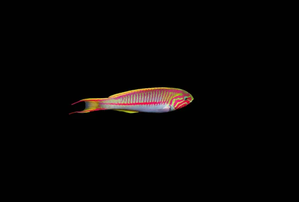 Der Fünfreife Lippfisch Thalassoma Quinquevittatum Unterwasserszene Roten Meer Ägypten — Stockfoto