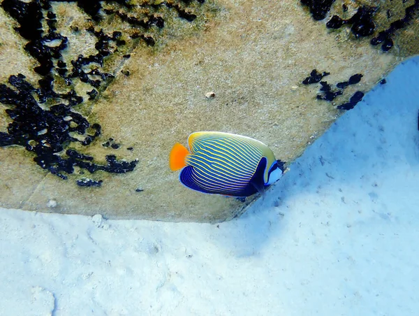 Underwater Scene Red Sea Emperor Angelfish Pomacanthus Imperator — Stock Photo, Image