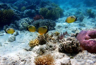 Siyah kuyruklu kelebek balığı - (Chaetodon austriacus)