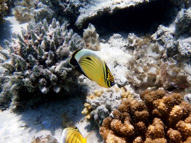 Siyah kuyruklu kelebek balığı - (Chaetodon austriacus)