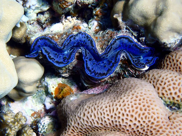Podvodní Fotografie Rudého Moře Tridacna Maxima Clam — Stock fotografie