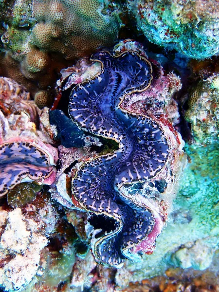 Underwater Photography Red Sea Tridacna Maxima Clam — Stock Photo, Image