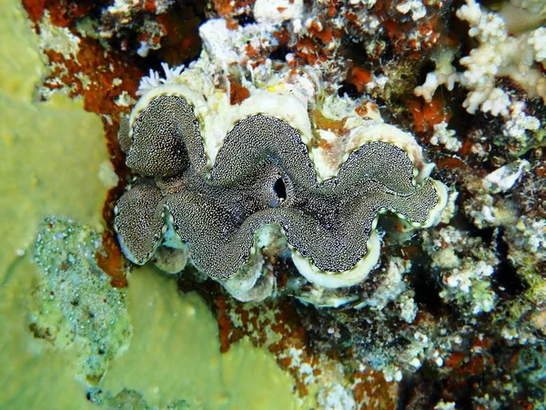 Υποβρύχια Φωτογραφία Στην Ερυθρά Θάλασσα Της Tridacna Maxima Clam — Φωτογραφία Αρχείου