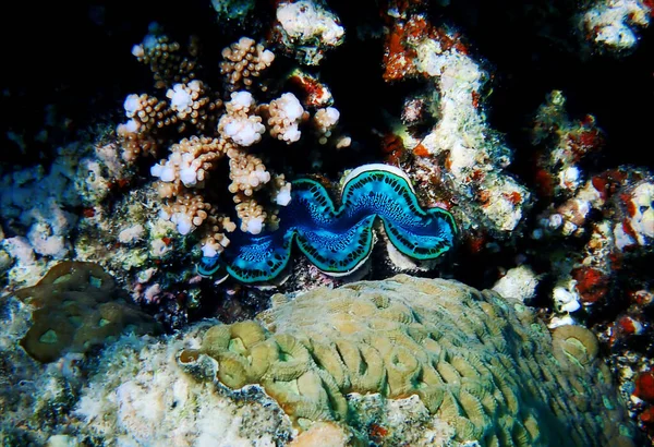 stock image Underwater photography into the Red Sea of Tridacna Maxima Clam