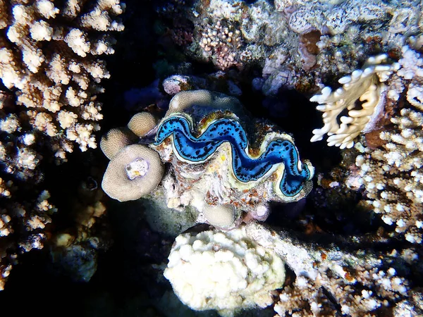 Підводна Фотографія Червоному Морі Tridacna Maxima Clam — стокове фото