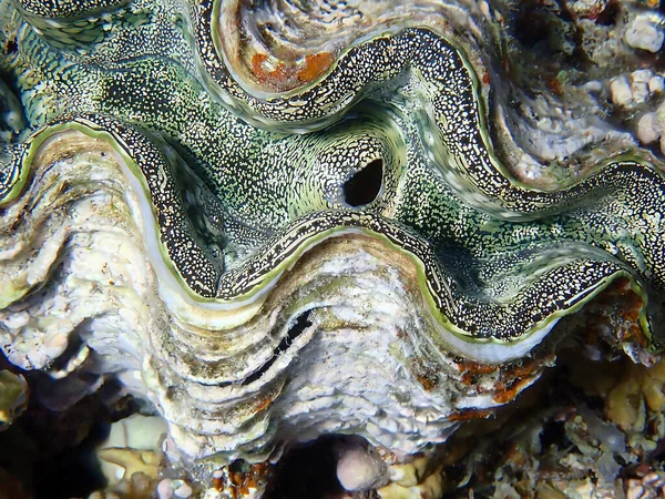 stock image Underwater photography into the Red Sea of Tridacna Maxima Clam