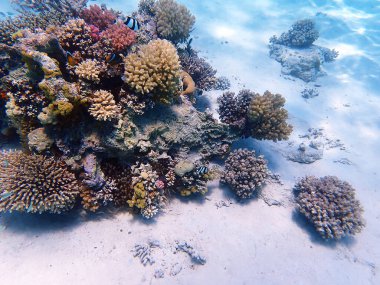 Su altı rüya mercan resifleri Kızıldeniz 'e doğru kayar.
