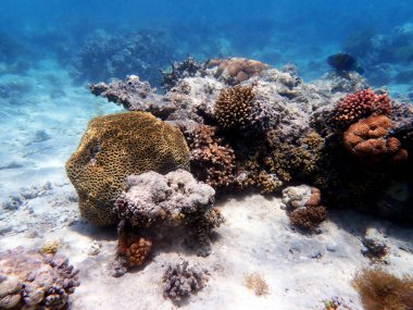 Su altı rüya mercan resifleri Kızıldeniz 'e doğru kayar.