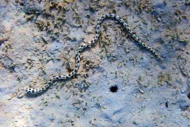 Benekli yılan balığı - (Myrichthys tigrinus)