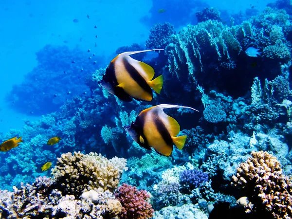 Kızıl Deniz sancak balığı - (Heniochus intermedius)