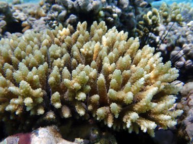 Akropora SPS mercan kolonisindeki sualtı görüntüleri denize doğru ilerliyor.