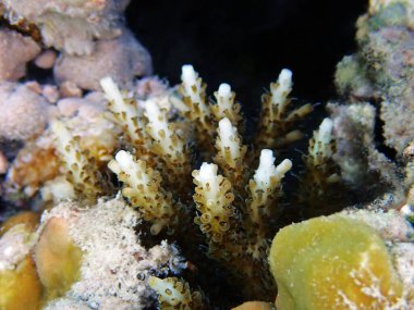 Akropora SPS mercan kolonisindeki sualtı görüntüleri denize doğru ilerliyor.