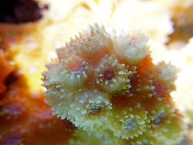 Stylophora, Pocilloporidae familyasından bir koloni taşlı mercan cinsidir.