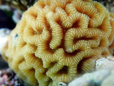 İnanılmaz beyin şekli LPS mercanı - Platygyra spp.