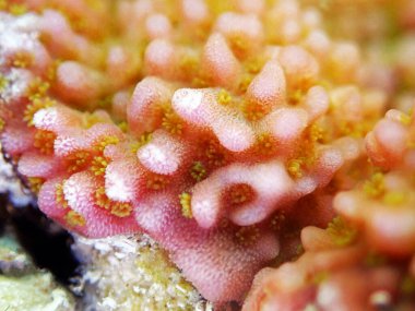 Montipora mercan polipleri fotoğrafçılık