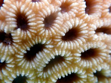 Goniastrea uzun polip taşlı mercan fotoğrafçılığı