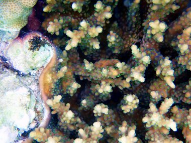 Akropora SPS mercan kolonisindeki sualtı görüntüleri denize doğru ilerliyor.