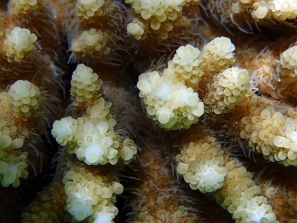 Underwater scenes on Acropora SPS coral colony into the sea