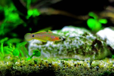 Tavus kuşu tatlı su Goby - (Tateurndina ocellicauda)