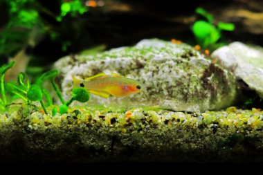 Tavus kuşu tatlı su Goby - (Tateurndina ocellicauda)