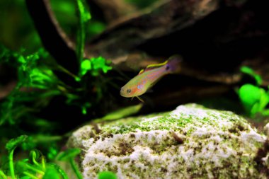 Tavus kuşu tatlı su Goby - (Tateurndina ocellicauda)