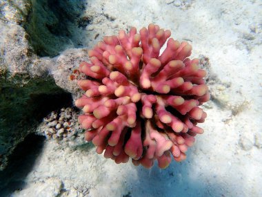 Stylophora, Pocilloporidae familyasından bir koloni taşlı mercan cinsidir.