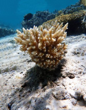 Acropora kısa polip taşlı mercan, Kızıl Deniz 'e sualtı fotoğrafı