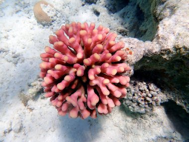 Stylophora, Pocilloporidae familyasından bir koloni taşlı mercan cinsidir.