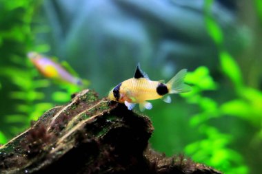 Tatlı su akvaryum tankında Corydoras panda