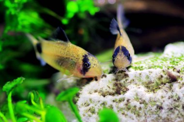 Tatlı su akvaryum tankında Corydoras panda