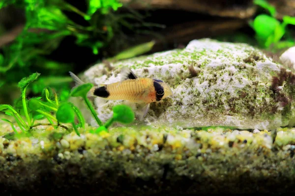 Corydoras panda in freshwater aquarium tank