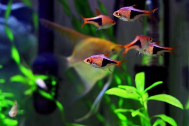 Harlequin rasbora tatlı su balığı - (Trigonostigma heteromorfa)