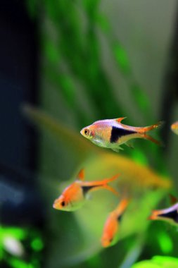 Harlequin rasbora tatlı su balığı - (Trigonostigma heteromorfa)