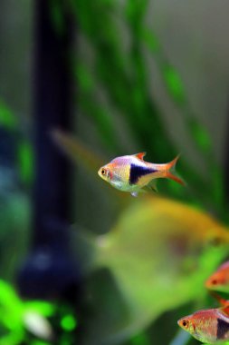Harlequin rasbora tatlı su balığı - (Trigonostigma heteromorfa)