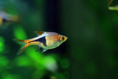 Harlequin rasbora tatlı su balığı - (Trigonostigma heteromorfa)