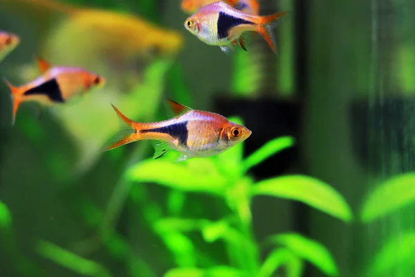 stock image Harlequin rasbora freshwater fish - (Trigonostigma heteromorpha)