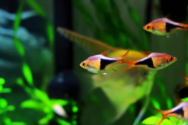 Harlequin Rasbora Freshwater Fish Trigonostigma Heteromorpha — Stock Photo, Image
