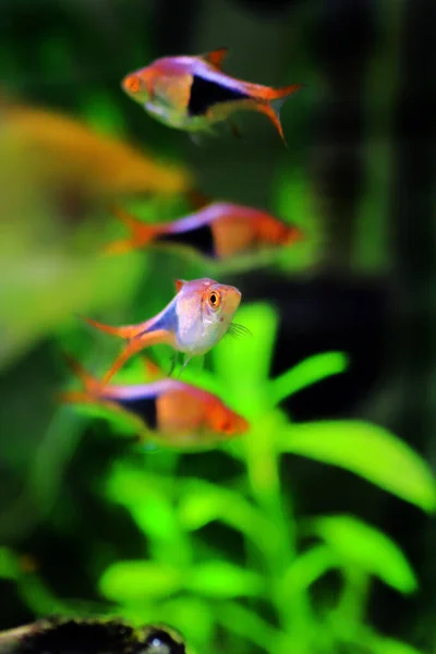 Harlequin Rasbora Freshwater Fish Trigonostigma Heteromorpha — Stock Photo, Image