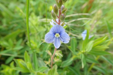 Veronica chamaedrys - Germander speedwell 