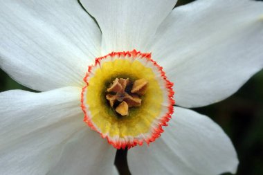Pheasant's eye white wild flower - Ctenochaetus tominiensis