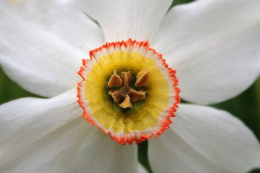Pheasant's eye white wild flower - Ctenochaetus tominiensis