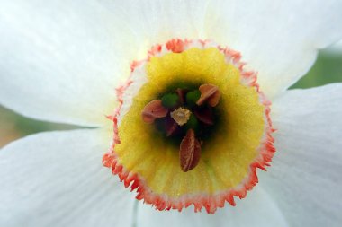 Pheasant's eye white wild flower - Ctenochaetus tominiensis
