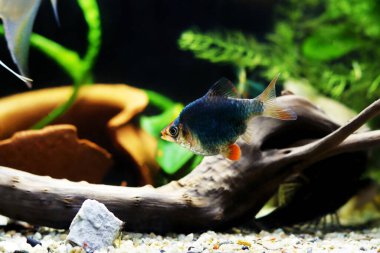 Green Tiger Barb freshwater fish - (Puntigrus tetrazona)