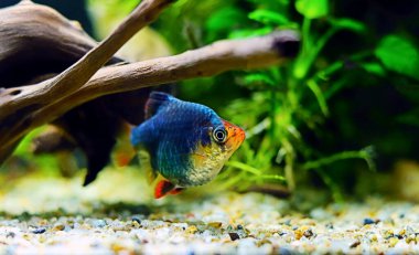 Green Tiger Barb freshwater fish - (Puntigrus tetrazona)