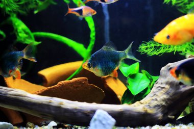 Green Tiger Barb freshwater fish - (Puntigrus tetrazona)