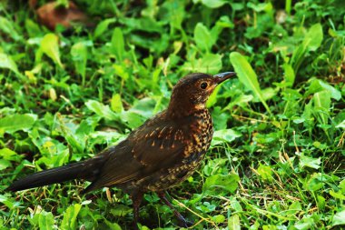 Common female blackbird - (Turdus merula)