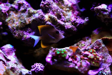 Tomini surgeonfish - Ctenochaetus tominiensis