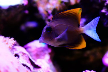 Tomini surgeonfish - Ctenochaetus tominiensis