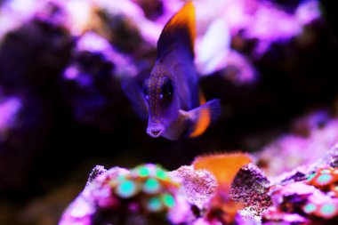 Tomini surgeonfish - Ctenochaetus tominiensis