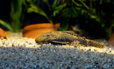 Bushymouth catfish - Ancistrus dolichopterus